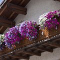 Kokias gėles auginti balkone?