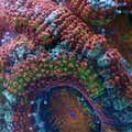 Siekdamas išgelbėti koralus, mokslininkas sukūrė vaizdo klipą apie magišką jų pasaulį