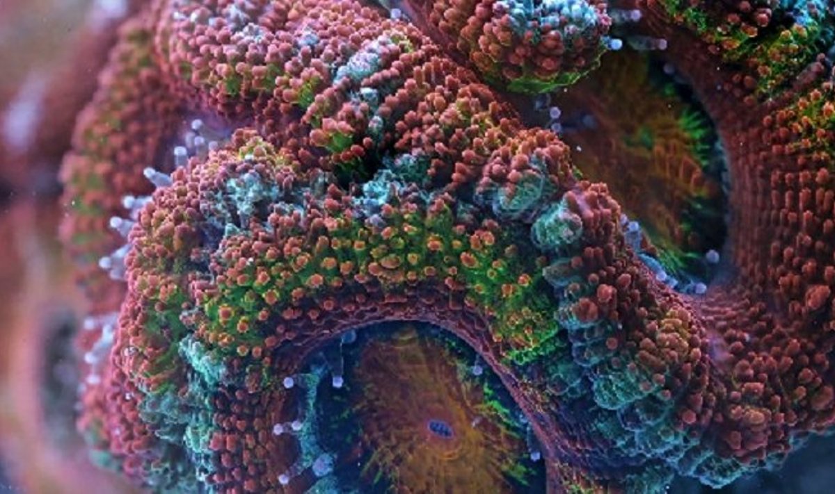 Vienas iš koralų. Davido Stoupino filmo stopkadras