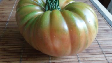 Panevėžietės šiltnamyje – pomidoras milžinas