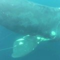 Naras išvadavo nykstančios rūšies banginį iš žvejų virvių