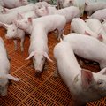 Dėl kiaulių maro skatina imtis kitos veiklos