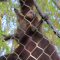 Pirmieji orangutaniuko žingsniai