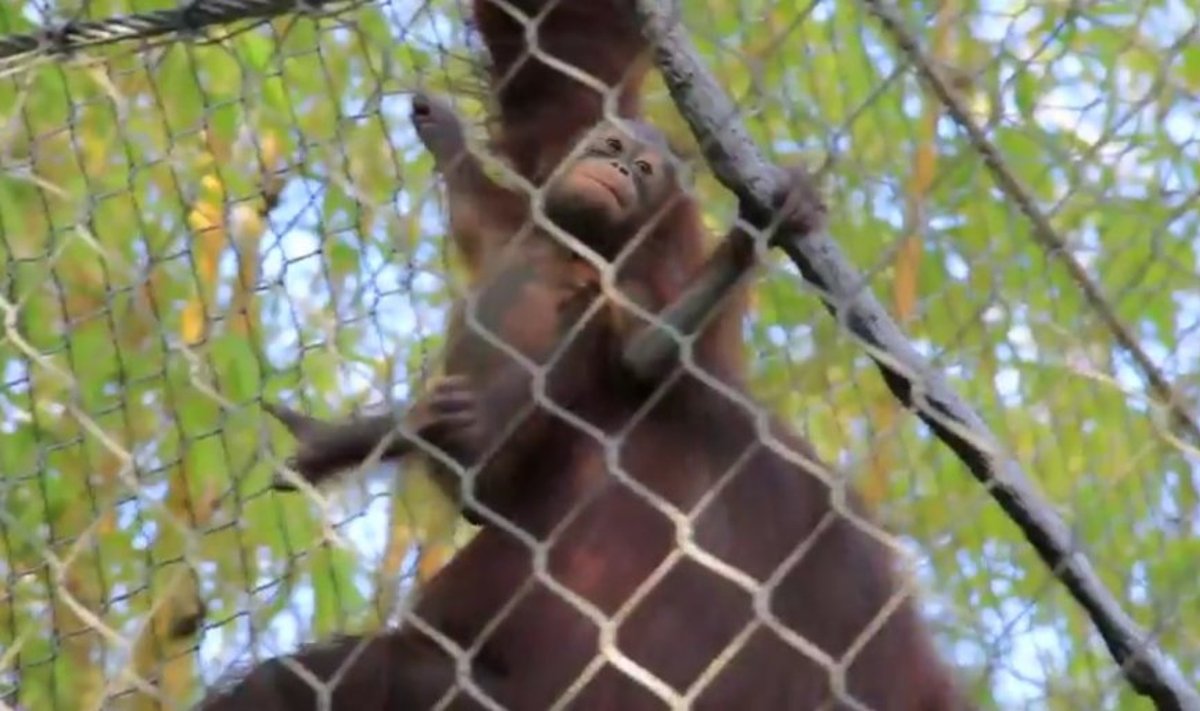 Orangutanų jauniklis pirmą kartą savarankiškai karstėsi tvora