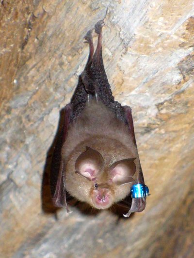 Mažieji pasagnosiai šikšnosparniai/Wikipedia nuotr.
