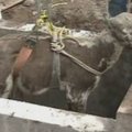 Čilėje išgelbėjo į kanalizacijos šulinį įkritusį bulių