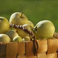 Dėl Rusijos embargo slovėnų verslininkai obuolius atiduoda labdarai