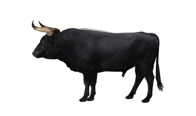 Tauras/DFoidl/WikiMedia Commons