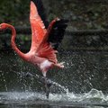 Japonijoje ieškoma iš zoologijos sodo pasprukusio flamingo
