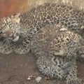 Indijoje išgelbėti du į šulinį įkritę leopardo jaunikliai