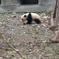 „Slaptas pandų gyvenimas“ (XXII): pranoko net „Juokingiausių Amerikos namų vaizdelių“ epizodus