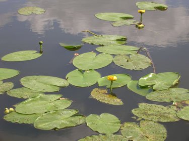 Ežero būklę tiriantys mokslininkai daug ką sužino iš vandens augalų būklės