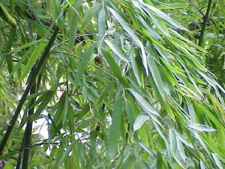 Auksinis bambukas (Phyllostachys aurea)