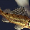 Kokia žuvis vadinama Lietuvos vandenų mažuoju monstru?
