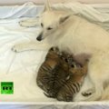 Kalė „įsivaikino“ tris motinos paliktus tigriukus