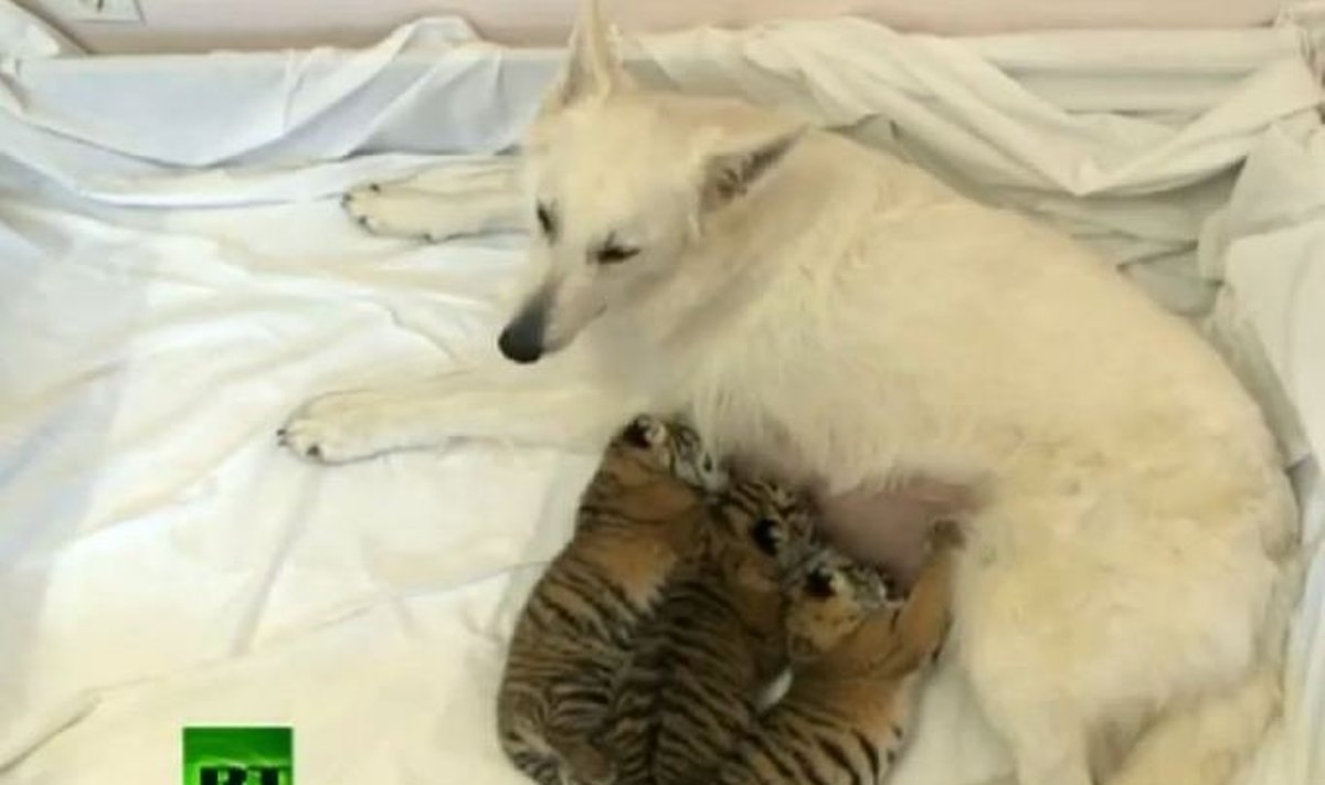 Rusijoje tai nėra pirmas kartas, kada šuo augina tigrų jauniklius. Gegužės mėnesį tame pačiame zoologijos sode du tigriukus maitino šarpėjų veislės kalytė Cleopatra