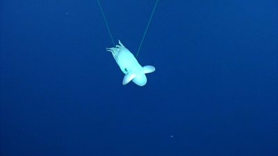 Grimpoteuthis genčiai priklausantis aštuonkojis