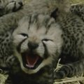 Japonijos zoologijos sode pasaulį išvydo 5 gepardukai