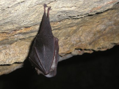 Mažieji pasagnosiai šikšnosparniai/Wikipedia nuotr.