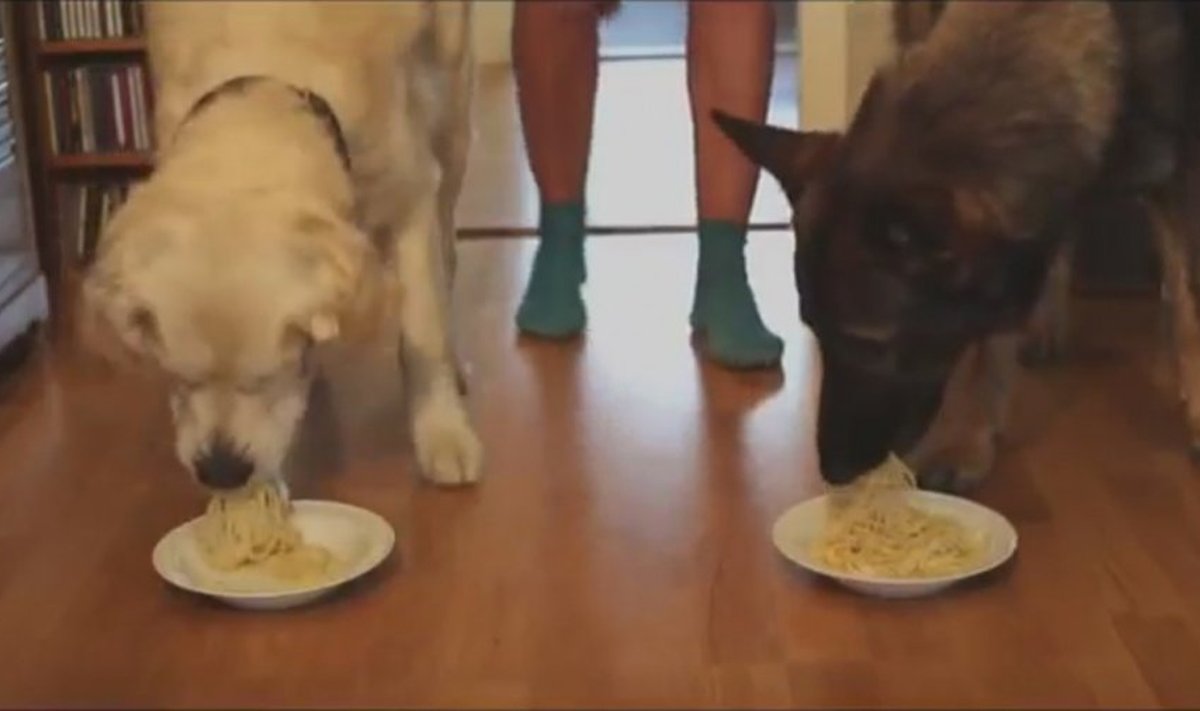 Šunys - spagečių varžybose
