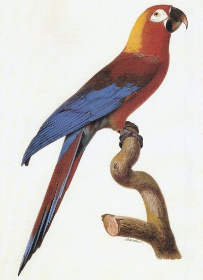 Kubietiška ara/Robert01/WikiMedia Commons