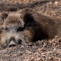 В Литве зафиксирована африканская чума свиней
