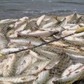 Kuršių mariose siūloma uždrausti verslinę žvejybą žuvų migracijos ir neršto laikotarpiais