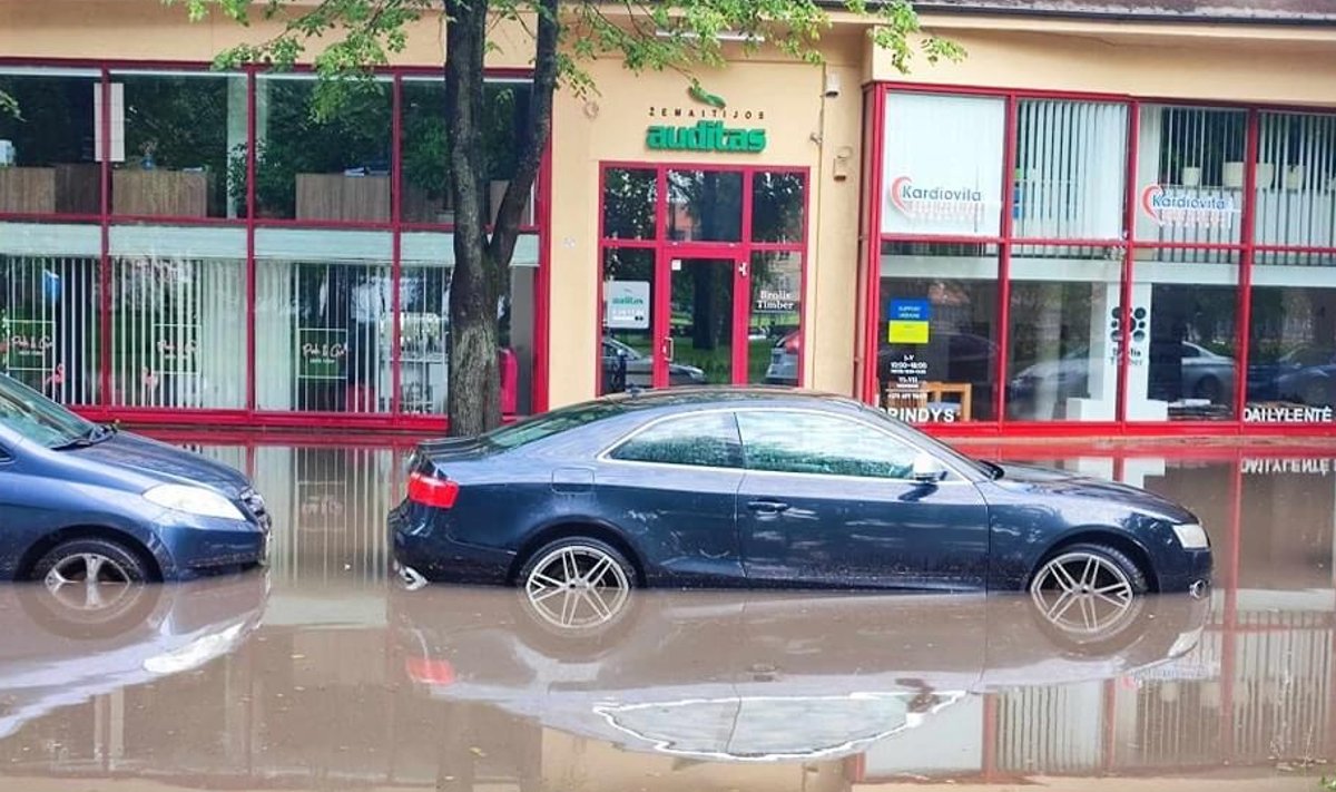 Smarki Smarki liūtis Klaipėdoje paralyžiavo gyvenimą: pamatykite vaizdus ...