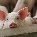 Afrikinis kiaulių maras nesitraukia – užfiksuotas naujas židinys Jurbarko rajone