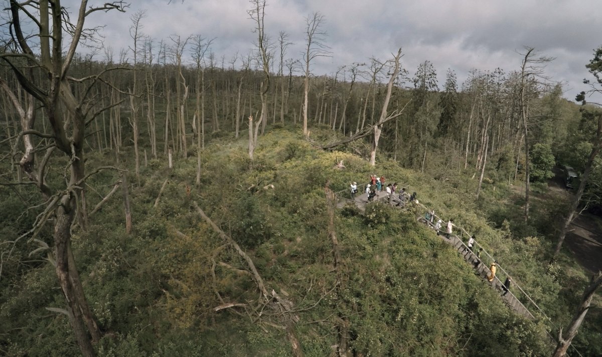 Kadrai iš filmo "Rūgštus miškas"