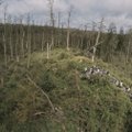 Miškų urėdijų reforma – svarbiausi faktai