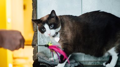 Kačių elgsenos ekspertė pataria: kaip elgtis, jei katė vengia svečių