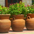 Kaip greitai ir paprastai dezinfekuoti ir iššveisti vazonus sodinukams: 5 paprasti būdai