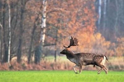 Ingos Gotoveckaitės nuotrauka