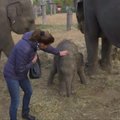 Monako princesė Stephanie tapo mažojo Belgijos zoologijos sodo drambliuko krikštamote