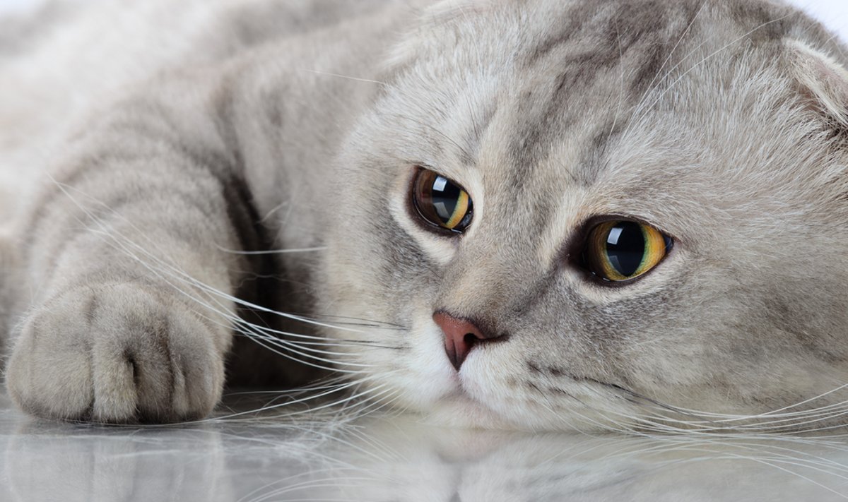 Активисты требуют от Швейцарии запретить поедание кошек - Delfi RU