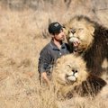 Kitokios atostogos: 4500 litų už dviejų savaičių darbą šalia liūtų