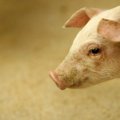 Įmonė turi pasiūlymą kiaules išskerdusiems ūkininkams