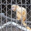 Zoologijos sode homoseksualiai nusiteikusios beždžionės apstulbino kaunietę