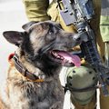 Keturkojai gelbsti žmonių gyvybes: Izraelio pajėgų šunys neutralizuoja teroristus