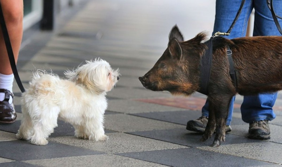Ko šunys baiminasi labiau - kiaulių, ar jų kvapo?