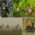 Lietuvos gamtos dienoraštis – nei paukščiui, nei žvėriui nebėr kur miške pasidėti