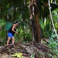 Spartėja Amazonės miškų naikinimas Brazilijoje