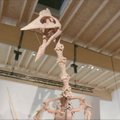 Vokietijoje eksponuojamas vienas unikaliausių aptiktų dinozaurų