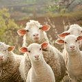 Avims neužtenka tik ganyklinės žolės – teisingas šėrimas