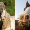 10 arklių, kuriems auga ūsai: internautai leipsta juokais