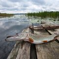 Žvejybos žiemą ypatumai: dar niekada gruodį taip nekibo lydekos