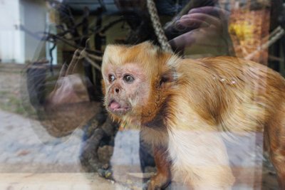 Kauno zoologijos sodas R. Tenio nuotr.