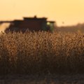 Galvos skausmas JAV ūkininkams: sausa taip, kad purvas išgarina trąšas