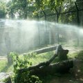 Zoologijos sodas gelbėjasi nuo karščio: prireikė net ugniagesių